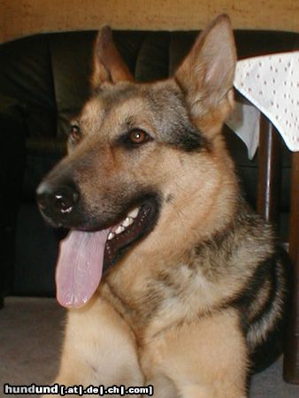 Deutscher Schäferhund Hunde Foto 6587 Deutscher Schäferhund Shiela 13 Monate