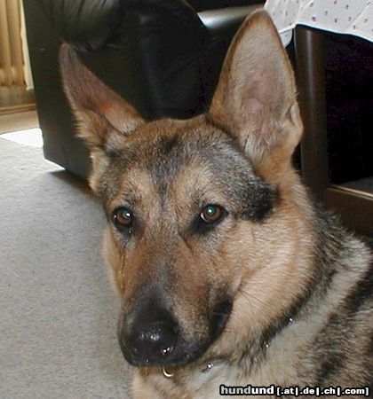 Deutscher Schäferhund Hunde Foto 6588 Deutscher Schäferhund Shiela 13 Monate