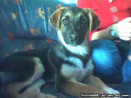 Deutscher Schäferhund sindy