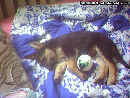 Deutscher Schäferhund Hunde Foto 13709 Deutscher Schäferhund Kiara