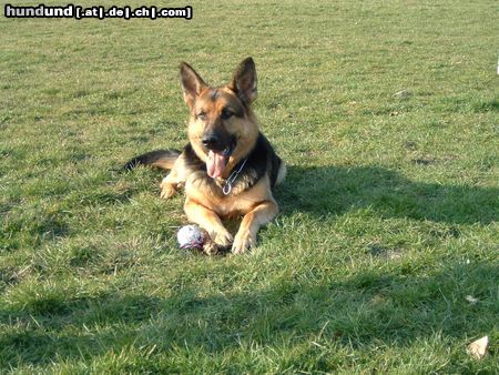 Deutscher Schäferhund Hunde Foto 7888 Deutscher Schäferhund Timmy