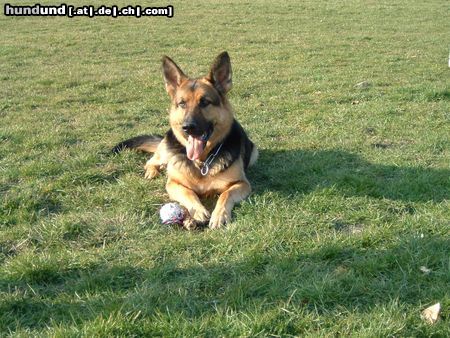 Deutscher Schäferhund Timmy