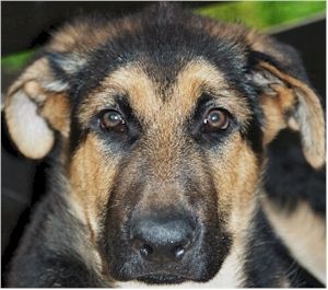Deutscher Schäferhund Hunde Foto 27237 in höherer Auflösung ansehen Deutscher Schäferhund