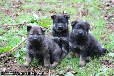 Deutscher Schäferhund Welpen 