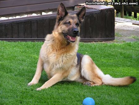 Deutscher Schäferhund Hunde Foto 13319 Deutscher Schäferhund Tessie, die aufmerksame.......