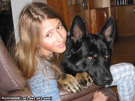Deutscher Schäferhund Hunde Foto 19869 in höherer Auflösung ansehen Deutscher Schäferhund Jerry