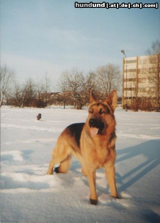 Deutscher Schäferhund Hunde Foto 3263 Deutscher Schäferhund Litauen Deutscher Schaferhund