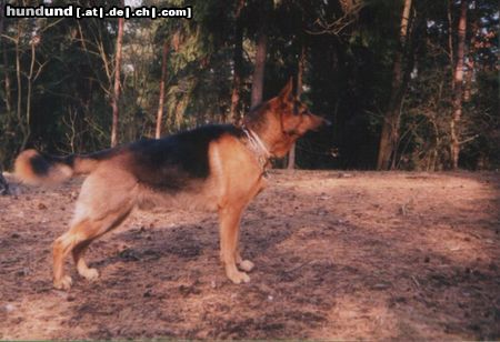 Deutscher Schäferhund Hunde Foto 3264 Deutscher Schäferhund Litauen Deutscher Schaferhund