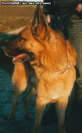 Deutscher Schäferhund Hunde Foto 3805 Deutscher Schäferhund