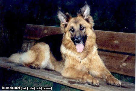 Deutscher Schäferhund Hunde Foto 13578 Deutscher Schäferhund Aischie v.d.Leinewiesen