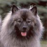 Deutscher Wolfsspitz, Wolfsspitz, Chien Loup