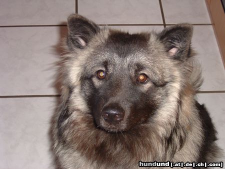Deutscher Wolfsspitz Hunde Foto 6218 Deutscher Wolfsspitz