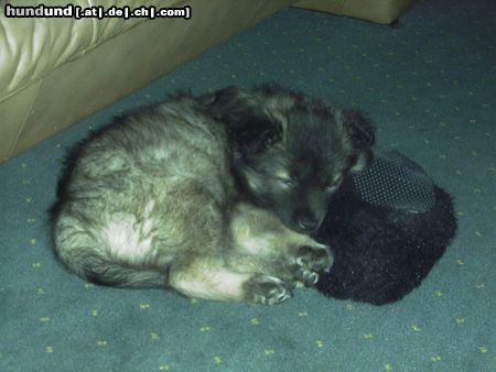 Deutscher Wolfsspitz Hunde Foto 4536 Deutscher Wolfsspitz ich bin so müde