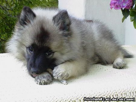 Deutscher Wolfsspitz Hunde Foto 3793 Deutscher Wolfsspitz Mit 11 Wochen macht das Kauen großen Spaß!