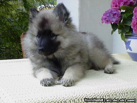 Deutscher Wolfsspitz Hunde Foto 3794 Deutscher Wolfsspitz Aus mir soll mal ein richtiger Wachhund werden