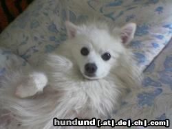 Deutscher Wolfsspitz Hunde Foto 18159 in höherer Auflösung ansehen Deutscher Wolfsspitz Kleinspitz Rüde Bubu