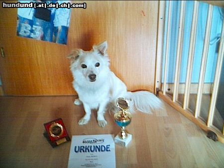 Deutscher Wolfsspitz Hunde Foto 15392 Deutscher Wolfsspitz Fiete