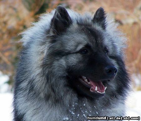 Deutscher Wolfsspitz Hunde Foto 45173 Deutscher Wolfsspitz Wolfsspitz