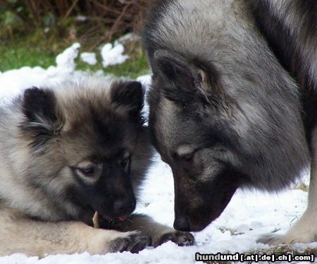 Deutscher Wolfsspitz Wolfspitze