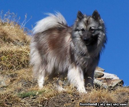 Deutscher Wolfsspitz Hunde Foto 45170 Deutscher Wolfsspitz Wolfspitz-Hündin