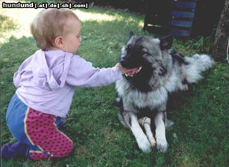 Deutscher Wolfsspitz Hunde Foto 2691 Deutscher Wolfsspitz Ob deine Zähne scharf genug für den Knochen sind?
