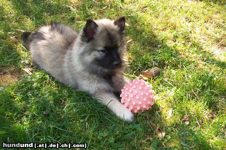 Deutscher Wolfsspitz Hunde Foto 12726 Deutscher Wolfsspitz Ingo-vom-Schmuttertal 10 Wochen alt!