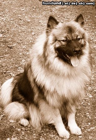 Deutscher Wolfsspitz Hunde Foto 11141 Deutscher Wolfsspitz