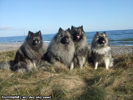 Deutscher Wolfsspitz Unsere 4er-Bande an der Ostsee ;-) Frühjahr 2008