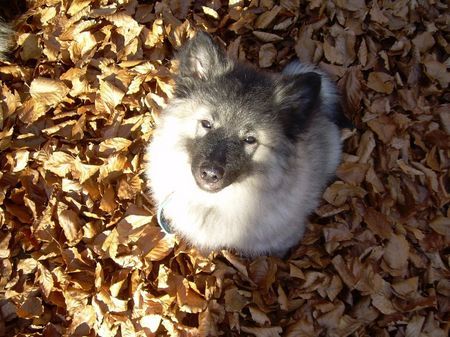 Deutscher Wolfsspitz Denny Zimni sen