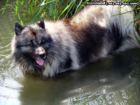 Deutscher Wolfsspitz Hunde Foto 18178 in höherer Auflösung ansehen Deutscher Wolfsspitz