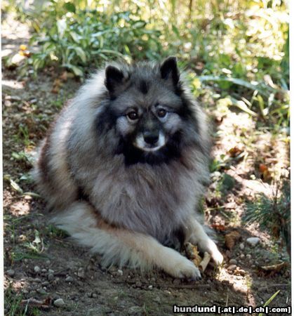 Deutscher Wolfsspitz Hunde Foto 4444 Deutscher Wolfsspitz Delight, die Prinzessin