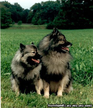 Deutscher Wolfsspitz Hunde Foto 4440 Deutscher Wolfsspitz Falk und Ella