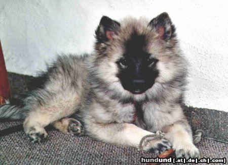 Deutscher Wolfsspitz Hunde Foto 3944 Deutscher Wolfsspitz Gina mit 3 Monaten