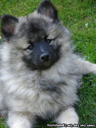 Deutscher Wolfsspitz Hunde Foto 24144 Deutscher Wolfsspitz Ich bin echter