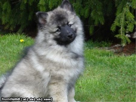 Deutscher Wolfsspitz Hunde Foto 24142 in höherer Auflösung ansehen Deutscher Wolfsspitz Sieht so jemand aus, der etwas
