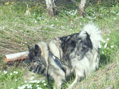 Deutscher Wolfsspitz Alice vom Isarblick 