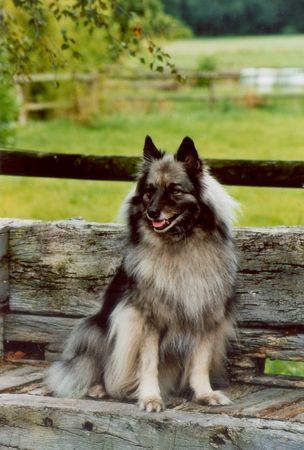 Deutscher Wolfsspitz Hunde Foto 43050 Deutscher Wolfsspitz 14 Jahre alte Mädi !