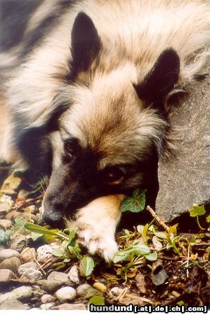 Deutscher Wolfsspitz Hunde Foto 20961 Deutscher Wolfsspitz Mädi( aus dem Tierheim Aachen geholt !)