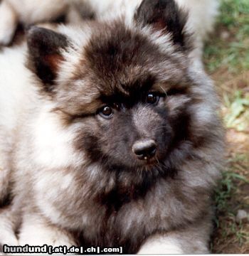 Deutscher Wolfsspitz Hunde Foto 4442 Deutscher Wolfsspitz So sah ich mal aus mit 9 Wochen - heute bin ich ein Multichampion