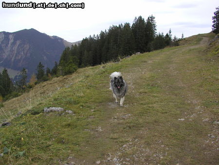 Deutscher Wolfsspitz Hunde Foto 24503 in höherer Auflösung ansehen Deutscher Wolfsspitz Tina alias Coreija vom Alten Helenenhof