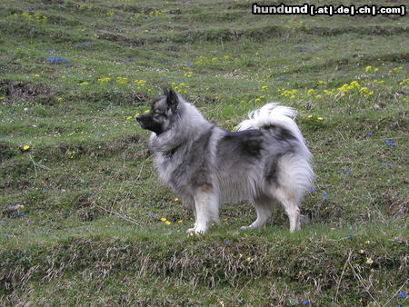 Deutscher Wolfsspitz Hunde Foto 24450 in höherer Auflösung ansehen Deutscher Wolfsspitz Tina alias \\\\\\\\