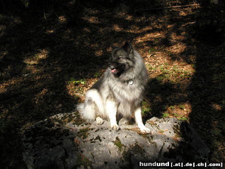 Deutscher Wolfsspitz Hunde Foto 24504 in höherer Auflösung ansehen Deutscher Wolfsspitz Tina alias Coreija vom Alten Helenenhof
