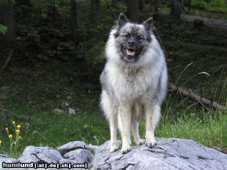 Deutscher Wolfsspitz Hunde Foto 24505 in höherer Auflösung ansehen Deutscher Wolfsspitz Tina alias Coreija vom Alten Helenenhof