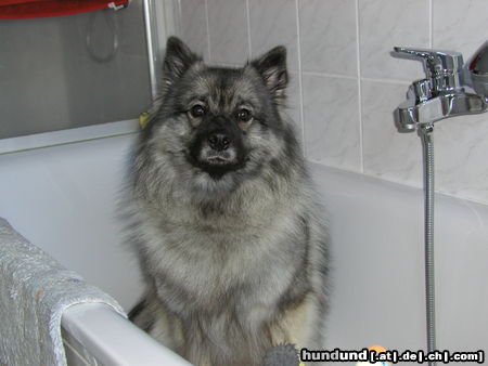 Deutscher Wolfsspitz Hunde Foto 24447 in höherer Auflösung ansehen Deutscher Wolfsspitz Tina alias \