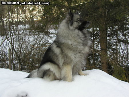 Deutscher Wolfsspitz Hunde Foto 24446 in höherer Auflösung ansehen Deutscher Wolfsspitz Tina alias