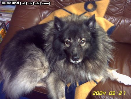 Deutscher Wolfsspitz Hunde Foto 12172 Deutscher Wolfsspitz Das ist unser süßer Fritzi, wir haben in vor 4 Jahren aus dem Köln-Dellbrücker Tierheim geholt, nachdem er ausgesetzt wurde. Er ist ein Schmusehund und im Altenheim als Therapiehund tätig.Suchen immer Informationen und Aufkleber von Wolfsspitzen.