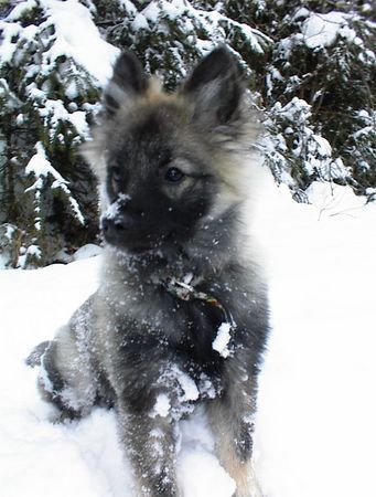 Deutscher Wolfsspitz Ihr Hund zieht..? Hoffentlich zieht er Sie zu uns!