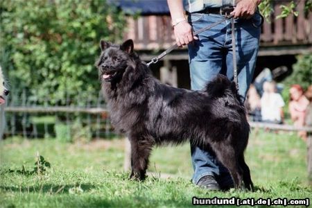 Deutscher Wolfsspitz Den Deutschen Großspitz (hier in schwarz) ganz vergessen ?