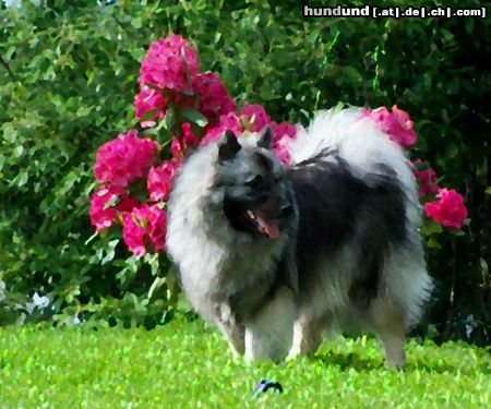 Deutscher Wolfsspitz Hunde Foto 45168 Deutscher Wolfsspitz Wolfspitz-Hündin