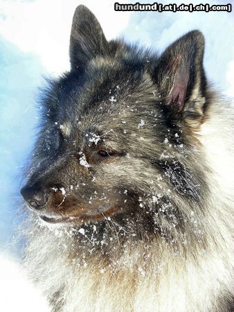 Deutscher Wolfsspitz Hunde Foto 18181 in höherer Auflösung ansehen Deutscher Wolfsspitz Filou liebt den Winter